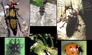 昆虫怎么分类 昆虫有哪些种类